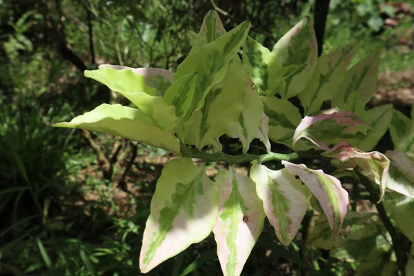 裏庭にある悪魔の背部植物の小枝のクローズアップビュー — ストック写真