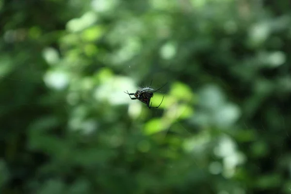 Ventrale Ansicht Einer Birnenförmigen Spinne Leucauge Fastigata Die Spinne Sitzt — Stockfoto