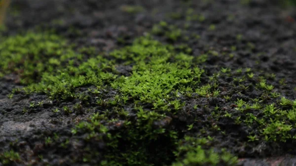 Όμορφη Θέα Του Πράσινου Χρώματος Mosses Αυξάνεται Στην Επιφάνεια Ενός — Φωτογραφία Αρχείου
