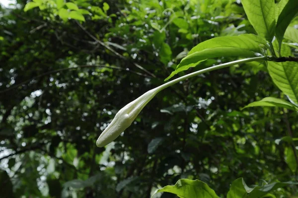 Botão Flor Uma Trombeta Talo Longo Forma Flor Branca Pronto — Fotografia de Stock