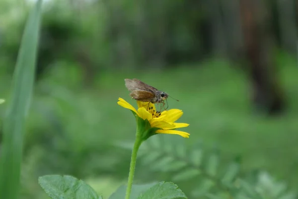 黄色のシンガポールのデイジーの花から蜜を探している小さなブランドのSwift蝶の視野の浅い深さ — ストック写真