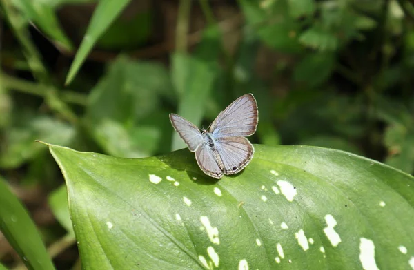 Bir Plains Cupid Kelebeği Kanatlarını Çırparken Bir Yaprak Yüzeyinin Üstünde — Stok fotoğraf