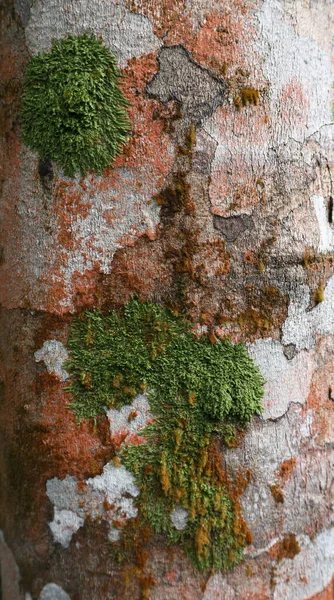 纵观橡胶树枝干表面 枝干上覆盖着绿色和橙色的苔藓和苔藓 — 图库照片