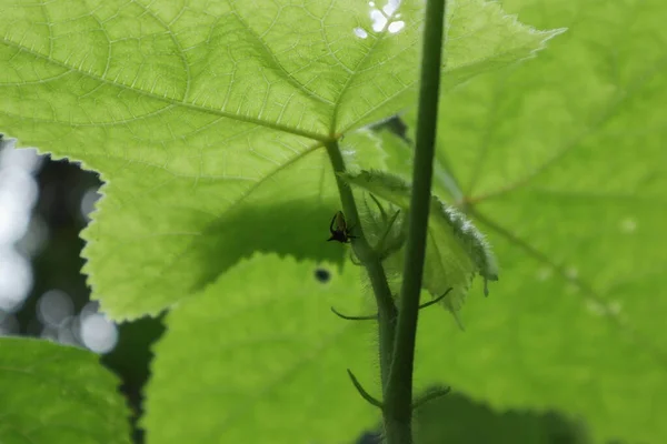 Visão Baixo Ângulo Minúsculo Inseto Cicada Com Chifres Sentado Caule — Fotografia de Stock