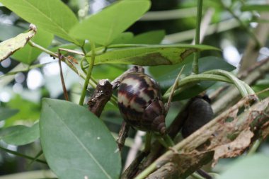 Dev bir Afrika kara salyangozu aktif değil ve gece olana kadar gündüz dinleniyor.