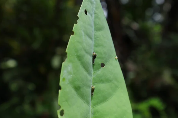 叶面有一个蛋 叶面有两个绿色毛毛虫 Graphium Agamemnon 的角度视图 — 图库照片