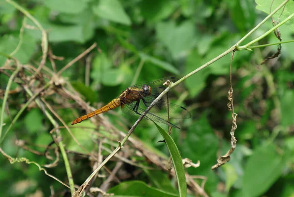 Side View Female Crimson Tailed Marsh Hawk Dragonfly Orthetrum Pruinosum — Stock Photo, Image