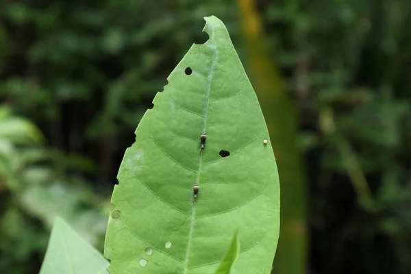 Две Крошечные Колючие Гусеницы Принадлежат Бабочкам Tailed Green Jay Butterflies — стоковое фото