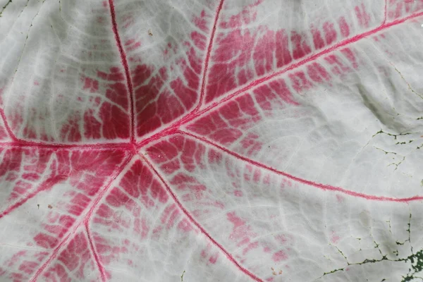 Kırmızı Beyaz Renkli Caladium Yaprağı Yüzey Dokusunun Aşırı Yakın Görüntüsü — Stok fotoğraf