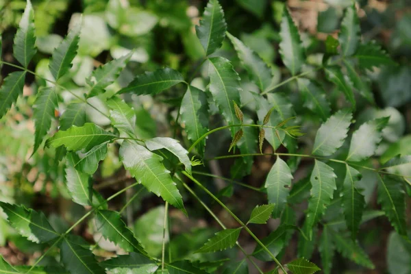 Újonnan Megjelenő Fiatal Levelek Egy Kis Indiai Lila Növény Azadirachta — Stock Fotó