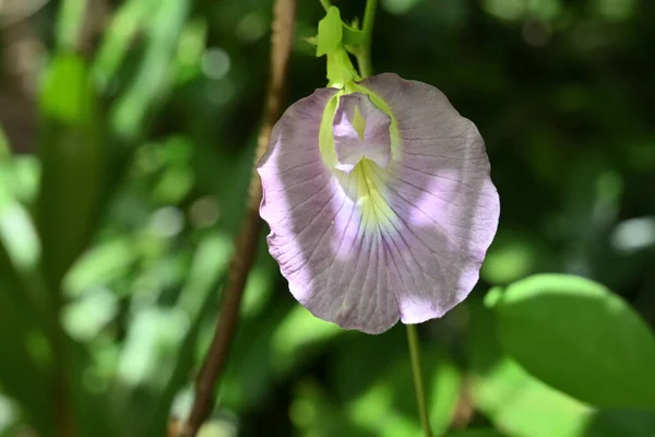 Zblízka Pohled Světle Fialový Motýlí Hrachový Květ Clitoria Ternatea Zahradě — Stock fotografie