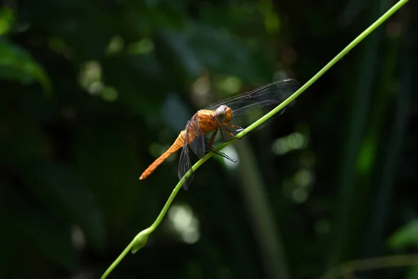 一只雌性深红色尾沼泽鹰蜻蜓坐在长豆茎上的前视图 — 图库照片