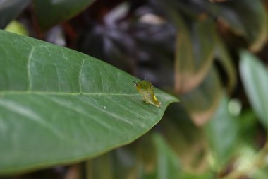 Yeşil bir Jay tırtılının (Graphium Agamemnon) yeşil bir yaprağın tepesinde duran hafif yükseltilmiş bir kafası vardır.