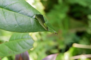 Yeşil bir yaprağın üzerinde sürünen kuyruklu yeşil Jay tırtılının (Graphium Agamemnon) güzel yakın görüntüsü.