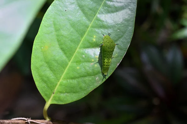 緑の葉の表面に4番目に成長する段階で尾のある緑のジェイ キャタピラー 上からの眺め — ストック写真