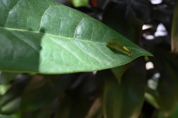 Вид Зеленой Гусеницы Джея Сидящей Поверхности Зеленого Листа — стоковое фото