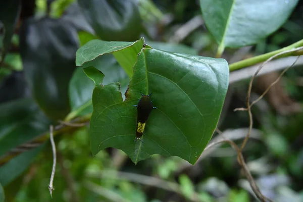 葉の少し壊れてぶら下がっている部分の表面に付着している尾のある緑のジェイの毛虫の眺め — ストック写真