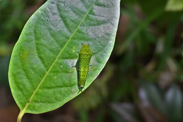 Bovenaanzicht Van Een Staartgroene Jay Caterpillar Graphium Agamemnon Groeifase Deze — Stockfoto