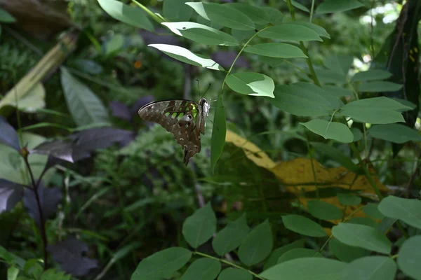 折り畳まれた翼を持つ尾のある緑のジェイ蝶 グラフィウムアガメムノン グリリシアのリーフレットの先端に座っています — ストック写真