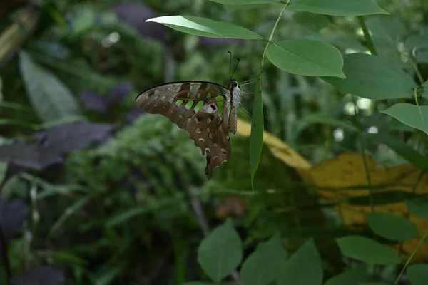 Blisko Brzucha Widok Ogoniasty Zielony Motyl Jay Graphium Agamemnon Spoczywa — Zdjęcie stockowe
