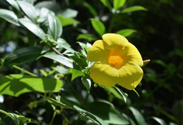 Sárga Színű Virág Virágzott Sárga Allamanda Allamanda Cathartica Szőlő Virág — Stock Fotó