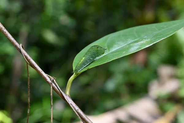 Зелений Колір Задній Зелений Джей Гусениці Сидить Поверхні Зеленого Листа — стокове фото