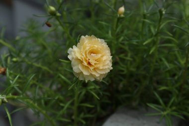 Açık sarı renkli Moss Rose çiçeğinin (Portulaca Grandiflora) yakın görüntüsü, çiçek saksıda çiçek açar.