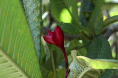 Etrafı yapraklarla çevrili koyu kırmızı bir Frangipani çiçeği (Tapınak çiçeği)