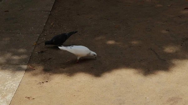 Two Full Black Full White Colored Domestic Pigeons Sandy Ground — Stock Photo, Image