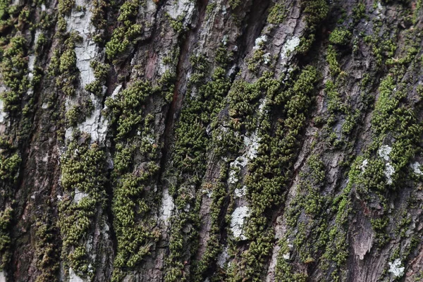Vista Cerca Superficie Corteza Surcada Tronco Árbol Acacia Auriculiformis Con — Foto de Stock