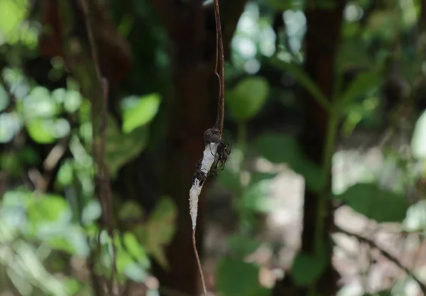 跳蚤一种挂在藤茎上的有条纹的跳跃蜘蛛 跳蚤蜘蛛 这种蜘蛛保护它放在茎表面上的卵 — 图库照片