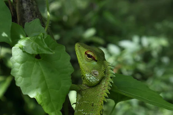 緑の葉の間にある一般的な緑の森のトカゲ Caltes Calotes のカモフラージュの頭と顔の景色を閉じてください — ストック写真