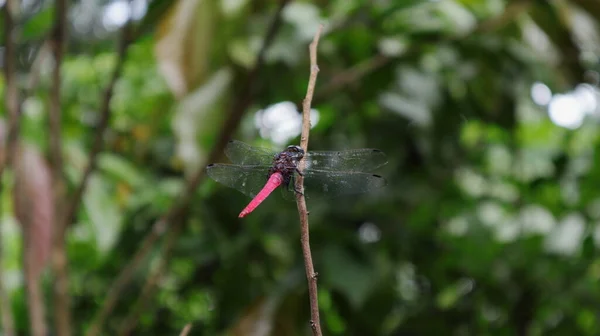 Μια Πίσω Όψη Ενός Αρσενικού Crimson Ουρά Marsh Γεράκι Dragonfly — Φωτογραφία Αρχείου