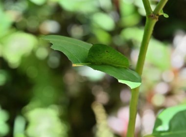 Yeşil lekeli bir üçgen tırtılın (Graphium Agamemnon) yarısı yenmiş yeşil bir yaprağın yüzeyinde otururken yakın plan görüntüsü