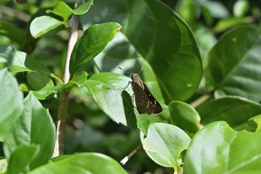 Bir yaprağın üzerinde oturan Küçük Markalı Swift kelebeğinin (Pelopidas Mathias) yüksek açılı görüntüsü