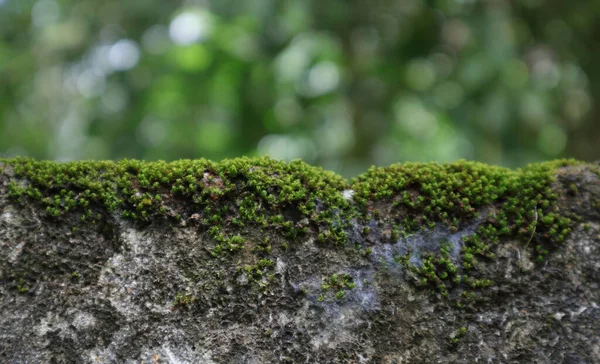 Bela Vista Papel Parede Dos Musgos Verdes Que Crescem Uma — Fotografia de Stock