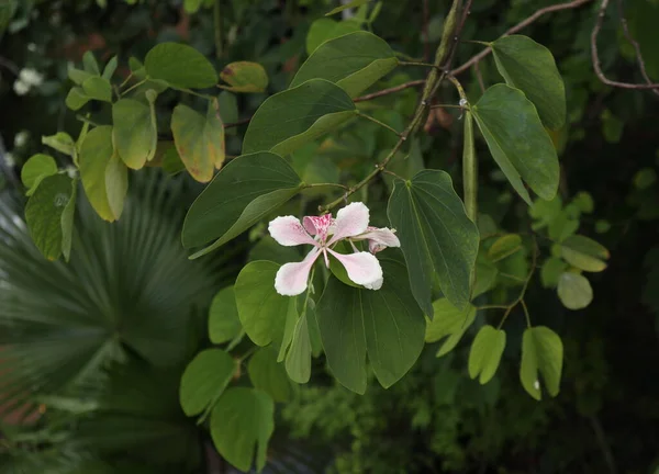 Vysoký Úhel Pohledu Růžovou Rostlinu Bauhinia Větvičku Bauhinia Monandra Lehce — Stock fotografie