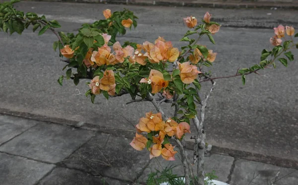 路边是一株盆栽的 开着橙黄色花朵的雪兰花 — 图库照片