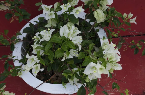 Uma Planta Branca Potted Bougainvillea Com Flores Brancas Está Potenciômetro — Fotografia de Stock