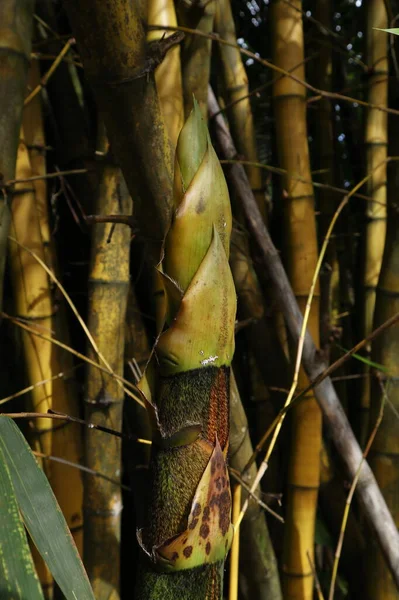 Vertikální Pohled Zvýšený Nově Rozvíjející Mladý Žlutý Bambusový Záběr Bambusa — Stock fotografie