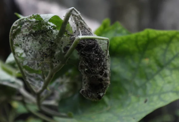 感染し トルコのベリー工場のツイグを台無しにした害虫 Solanum Torvum — ストック写真