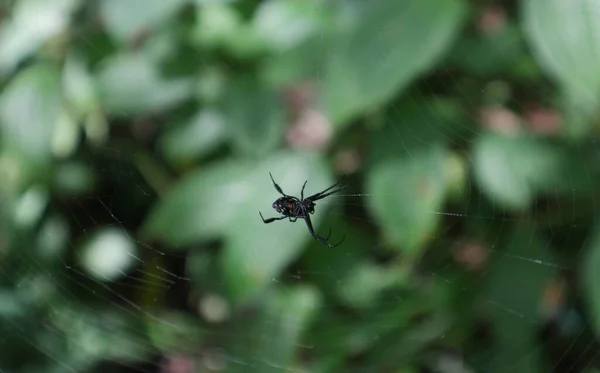 真珠の形をしたオプラセタ ルーカージュ ファスティガタ のクモの高い角度の中央ビュー クモはウェブの中心に座っている — ストック写真
