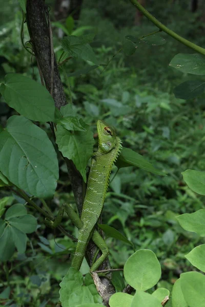 Bir Bitki Sapına Tırmanan Yaygın Yeşil Orman Kertenkelesinin Dikey Görünümü — Stok fotoğraf