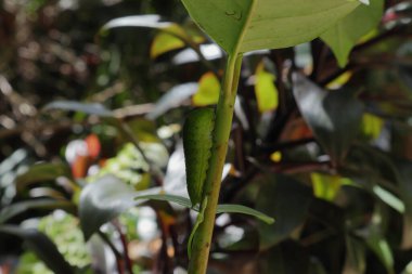 Bir bitki sapının üzerinde dikey oturan kuyruklu yeşil kuş tırtılının yan görüntüsü