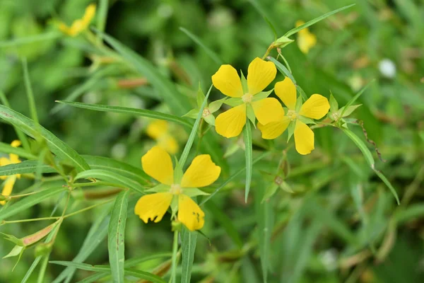 Top View Yellow Color Flower Willow Primrose Ludwigia Decurrens Weed — Stock Photo, Image