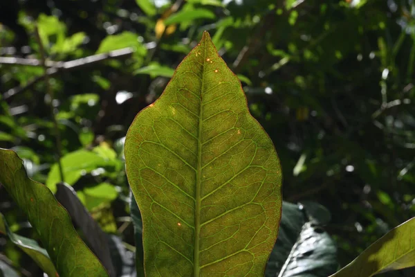 Uma Vista Superfície Inferior Uma Folha Croton Verde Escuro Quintal — Fotografia de Stock
