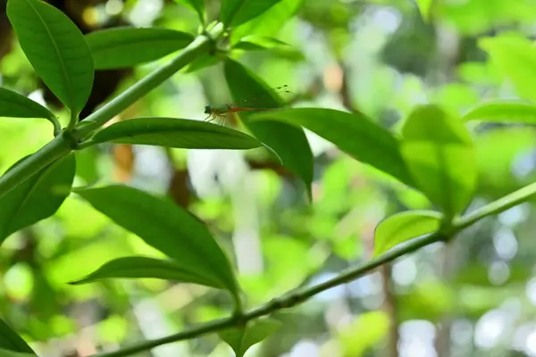 Underneath view of an Orange tailed marsh dart damselfly sitting on top of a yellow Allamanda (Allamanda Cathartica) vine leaf