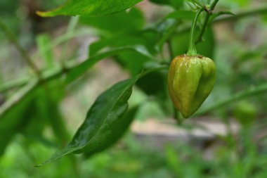 Yetişkin bir Capsicum 'a yakın kırmızı biber meyvesi bahçede olgunlaşmaya başlar.