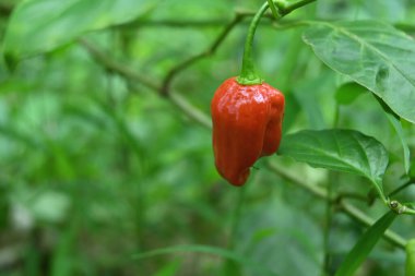 Kırmızı olgun Capsicum Chinense biber meyvesi ev bahçesindeki acı biber bitkisine asılıydı.