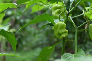 Çili bitkisinin gövdesinde gelişen yeşil Capsicum Chinense biber meyvesi manzarası